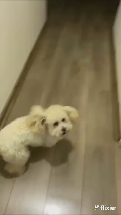 Secador Para Mascotas